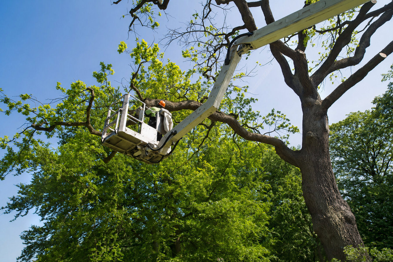 Commercial tree service in Hollister, CA