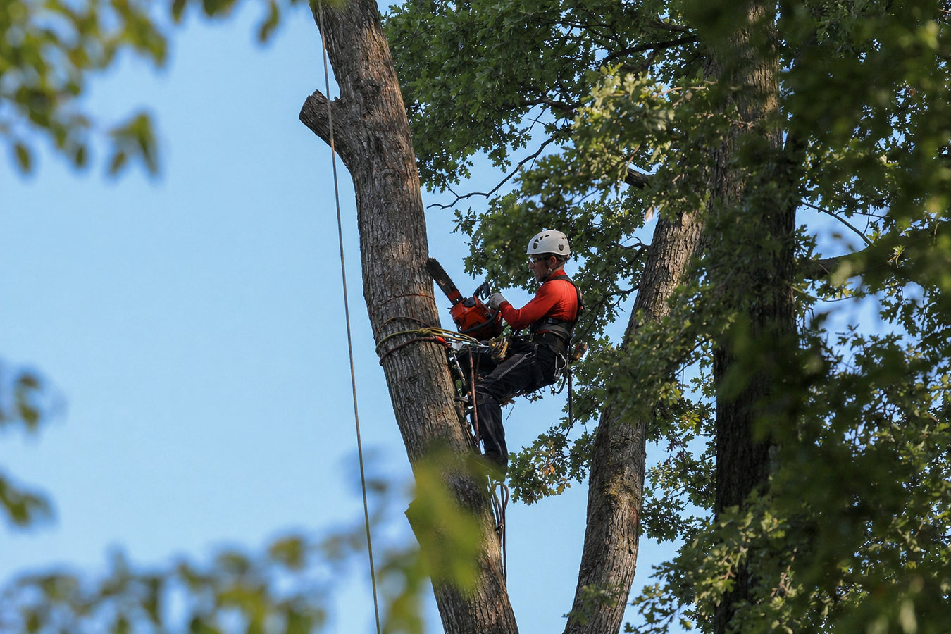 Heritage Hollister Tree Service - professional tree service in Hollister, CA