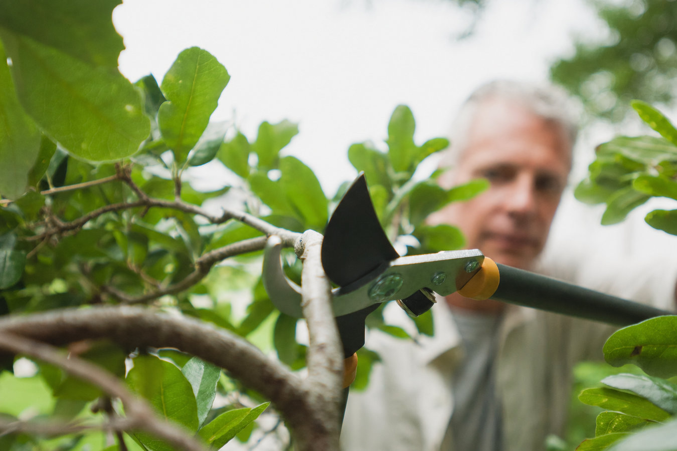 Tree pruning in Hollister, CA
