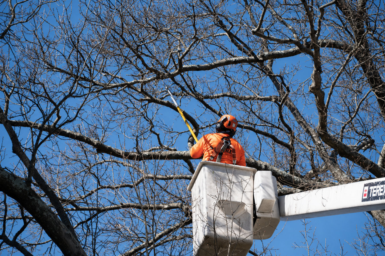 Tree trimming in Hollister, CA
